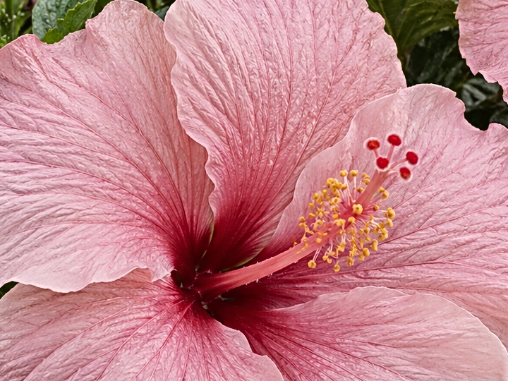 Flower detail: AI-generated sample after sharpening with Amount 60, Preserve